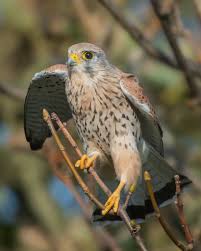 Attēlu rezultāti vaicājumam “Falco tinnunculus adult”