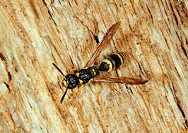 Attēlu rezultāti vaicājumam “Symmorphus sp.”