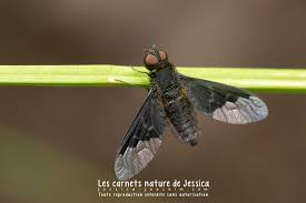 Attēlu rezultāti vaicājumam “Hemipenthes morio”