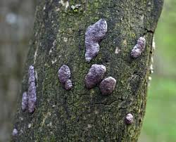 Attēlu rezultāti vaicājumam “Hypoxylon vogesiacum”