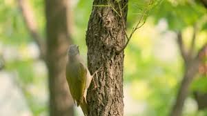 Attēlu rezultāti vaicājumam “Picus canus female”