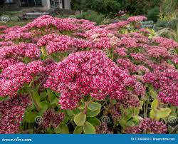 Attēlu rezultāti vaicājumam “Hylotelephium telephium bud”