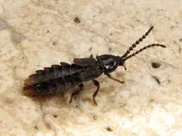 Attēlu rezultāti vaicājumam “Phosphaenus hemipterus male”