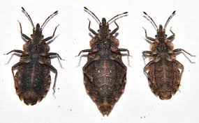 Attēlu rezultāti vaicājumam “Aradus betulae”