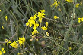 Attēlu rezultāti vaicājumam “Brassica napus”