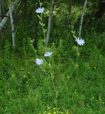 Attēlu rezultāti vaicājumam “Cichorium intybus flower”