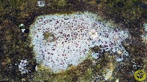 Attēlu rezultāti vaicājumam “Trapelia coarctata”