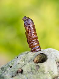 Attēlu rezultāti vaicājumam “Scardia boletella”