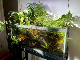 Attēlu rezultāti vaicājumam “Sphagnum riparium”