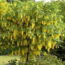 Attēlu rezultāti vaicājumam “Laburnum anagyroides flower”