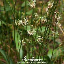 Attēlu rezultāti vaicājumam “Plantago lanceolata fruit”