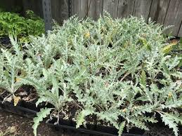 Attēlu rezultāti vaicājumam “Cirsium x rigens leaf”