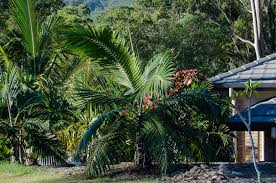 Attēlu rezultāti vaicājumam “Diderma montanum var. album macro”