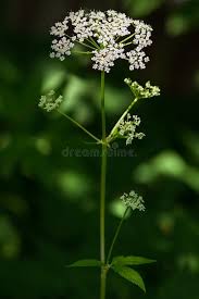 Attēlu rezultāti vaicājumam “Anthriscus sylvestris flower”