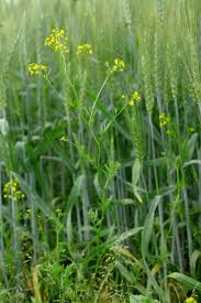 Attēlu rezultāti vaicājumam “Rorippa sylvestris leaf”
