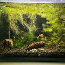 「金魚藻」的圖片搜尋結果