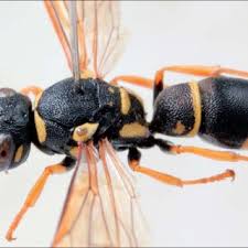 Attēlu rezultāti vaicājumam “Vespula rufa”