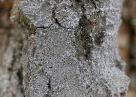 Attēlu rezultāti vaicājumam “Lecanactis abietina”