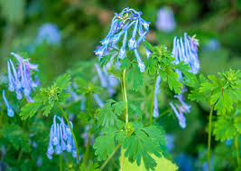 Attēlu rezultāti vaicājumam “Corydalis intermedia flower”
