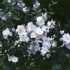 Attēlu rezultāti vaicājumam “Philadelphus lemoinei flower”