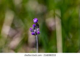 Attēlu rezultāti vaicājumam “Primula farinosa bud”