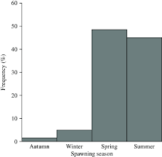 Image result for Centropomus parallelus