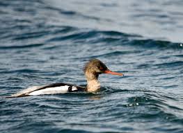 Attēlu rezultāti vaicājumam “Mergus merganser male”