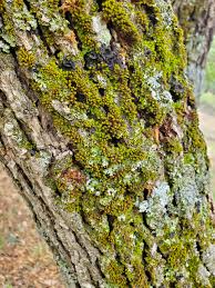 Attēlu rezultāti vaicājumam “Orthotrichum, Nyholmiella”