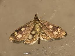 Attēlu rezultāti vaicājumam “Anania coronata”