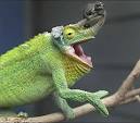 Chameleon