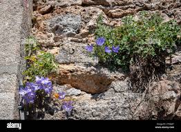Image result for Campanula isophylla