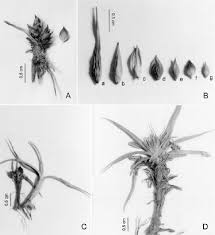 Attēlu rezultāti vaicājumam “Carex loliacea fruit”
