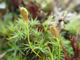 Attēlu rezultāti vaicājumam “Polytrichastrum formosum sporophyte”