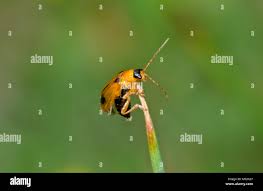 Attēlu rezultāti vaicājumam “Phyllobrotica quadrimaculata”