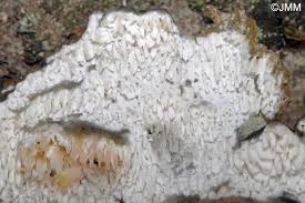 Attēlu rezultāti vaicājumam “Hyphodontia barba-jovis”