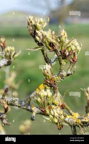 Attēlu rezultāti vaicājumam “Pyrus communis bud”
