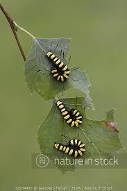 Attēlu rezultāti vaicājumam “Acronicta alni larva”