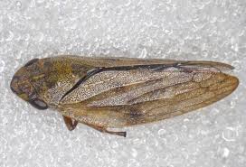 Attēlu rezultāti vaicājumam “Aphrophora salicina”