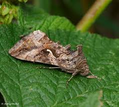 Attēlu rezultāti vaicājumam “Autographa excelsa”