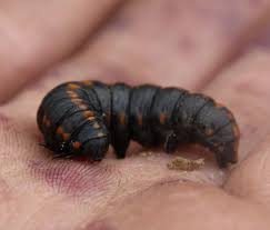 Attēlu rezultāti vaicājumam “Cucullia lucifuga larva”