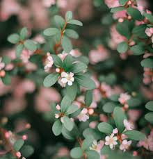 Attēlu rezultāti vaicājumam “Cotoneaster divaricatus fruit”