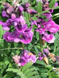 Attēlu rezultāti vaicājumam “Vicia sepium leaf”