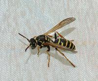 Attēlu rezultāti vaicājumam “Polistes nimpha”