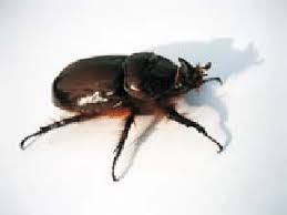 Attēlu rezultāti vaicājumam “Oryctes nasicornis male”