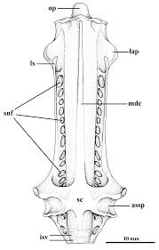 Image result for Gymnura micrura