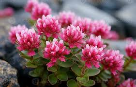 Attēlu rezultāti vaicājumam “Rhodiola rosea flower”
