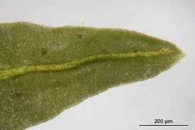 Attēlu rezultāti vaicājumam “Anomodon attenuatus”