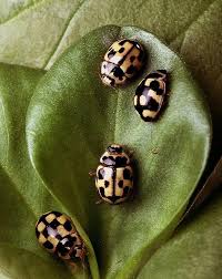 Attēlu rezultāti vaicājumam “Propylea quatuordecimpunctata”