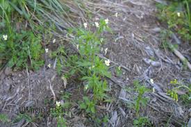 Attēlu rezultāti vaicājumam “Viola arvensis bud”