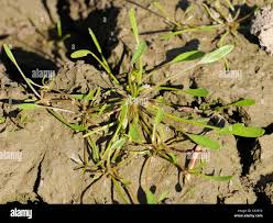 Attēlu rezultāti vaicājumam “Limosella aquatica”